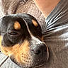 Chubb is registered to the contest to win money with this photo: dog, pet, close_up, resting, black_and_tan, animal, face, canine, fur, snout, ear, person, arm, gray_shirt, indoor, comfort, relaxation, companion, portrait, casual