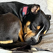 Chubb is registered to the contest to win money with this photo: dog, sleeping, black_and_tan, collar, american_flag, couch, blanket, indoor, pet, fur, resting, closeup, domestic_animal, relaxation, comfort, canine, home, nap, animal, cozy