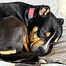 dog, sleeping, black_and_tan, collar, american_flag, couch, blanket, indoor, pet, fur, resting, closeup, domestic_animal, relaxation, comfort, canine, home, nap, animal, cozy