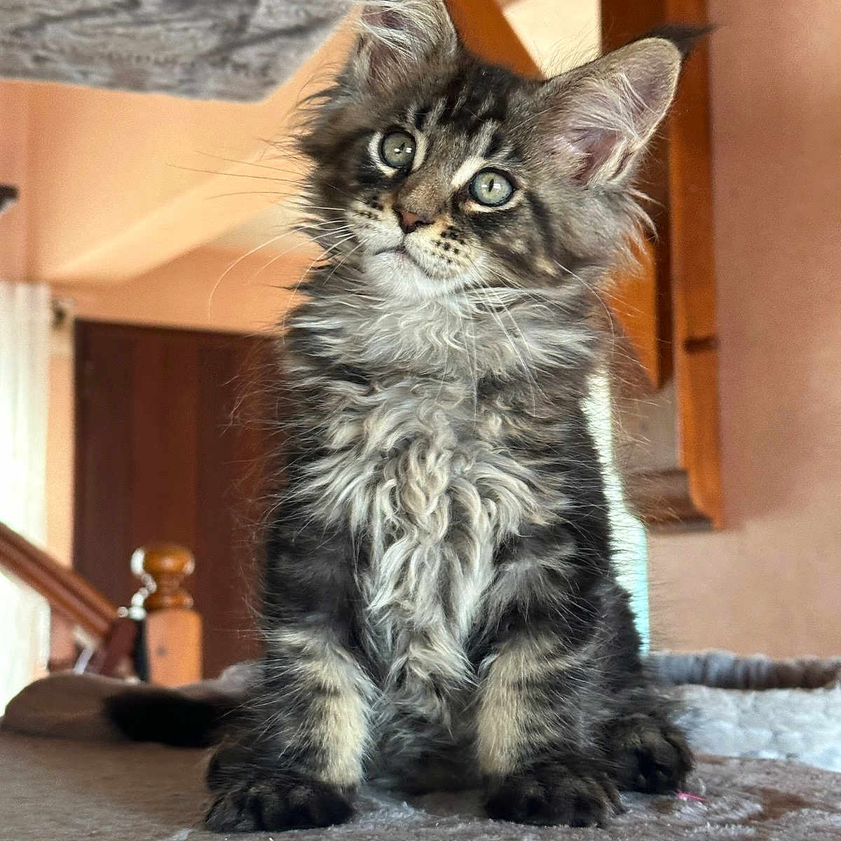 Vador a rejoint le concours — aidez-le/la à gagner de superbes lots ! abyssinian, angora, animal, architecture, brasssection, building, cat, handrail, hardwood, horn, house, housing, indoors, kitten, manx, musicalinstrument, pet, plywood, staircase, wood