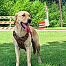 Mona is registered to the contest to win money with this photo: dog, golden_retriever, outdoor, grass, greenery, harness, tongue_out, happy, sunny, daytime, trees, traffic_barrels, yield_sign, utility_pole, pet, canine, nature, park, animal, playful