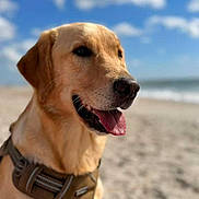 Mona joined the competition — help win amazing prizes! dog, golden_retriever, beach, sand, ocean, sky, clouds, harness, panting, outdoor, pet, canine, animal, sunny, nature, portrait, muzzle, ears, happy, daytime