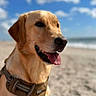 dog, golden_retriever, beach, sand, ocean, sky, clouds, harness, panting, outdoor, pet, canine, animal, sunny, nature, portrait, muzzle, ears, happy, daytime