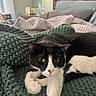 cat, black_and_white, pet, indoor, blanket, knitted, bed, lamp, cozy, stretching, feline, whiskers, pink_nose, relaxed, fur, domestic_animal, home, sleepy, cute, resting