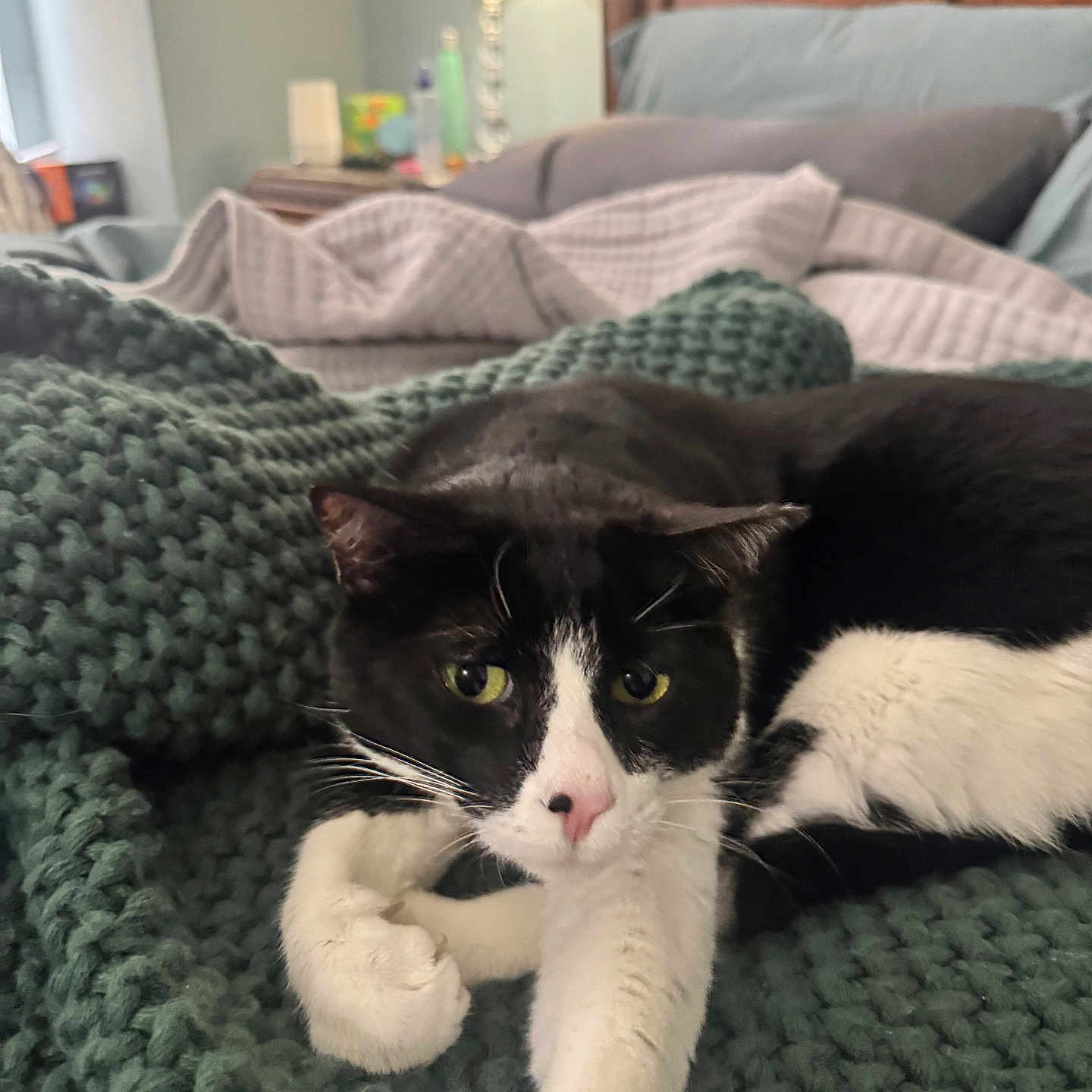 Domino