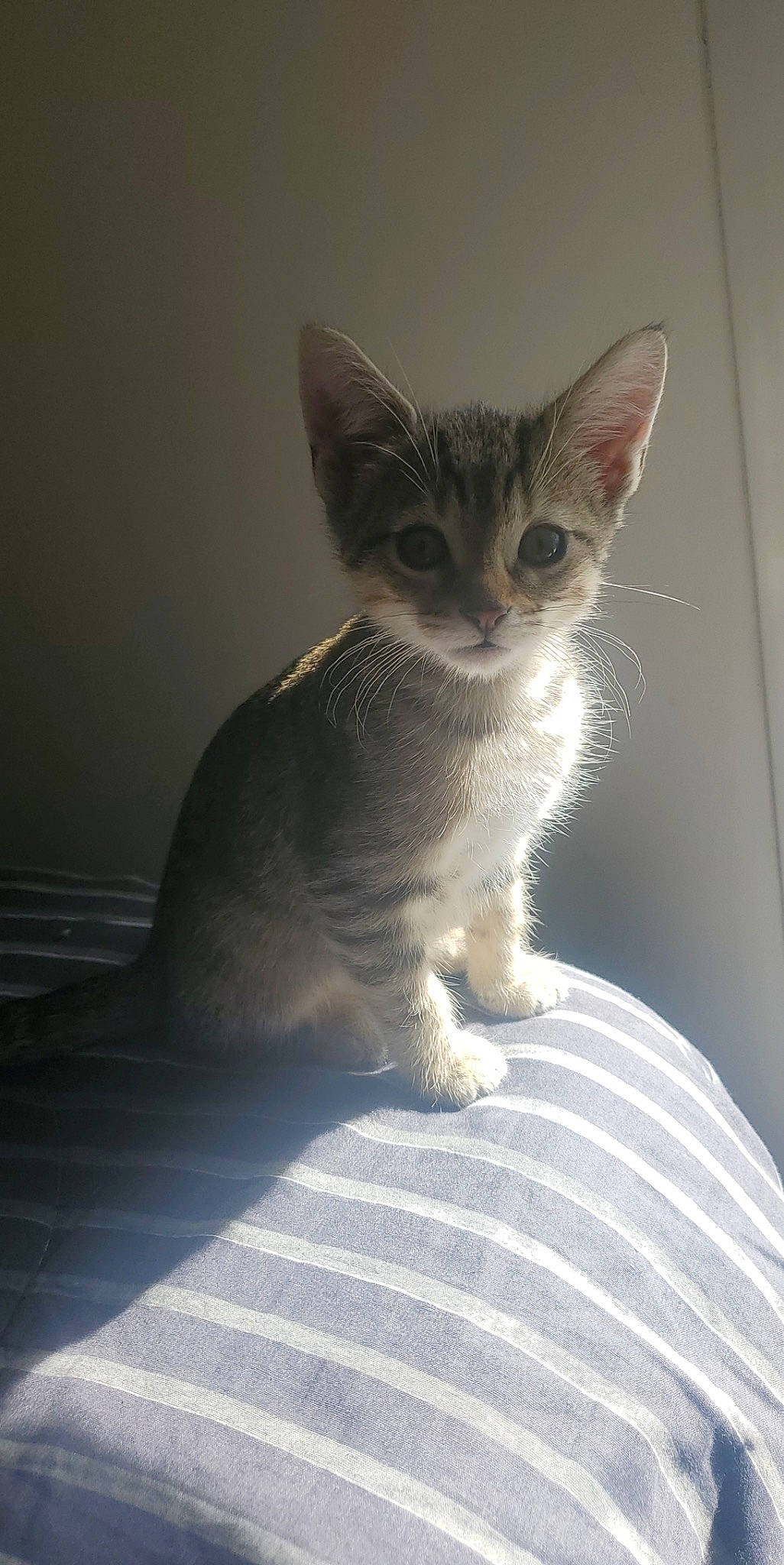 Caramel a rejoint le concours — aidez-le/la à gagner de superbes lots ! carnivore, cat, domestic_short_haired_cat, fawn, felidae, fur, paw, small_to_medium_sized_cats, snout, tail, terrestrial_animal, whiskers