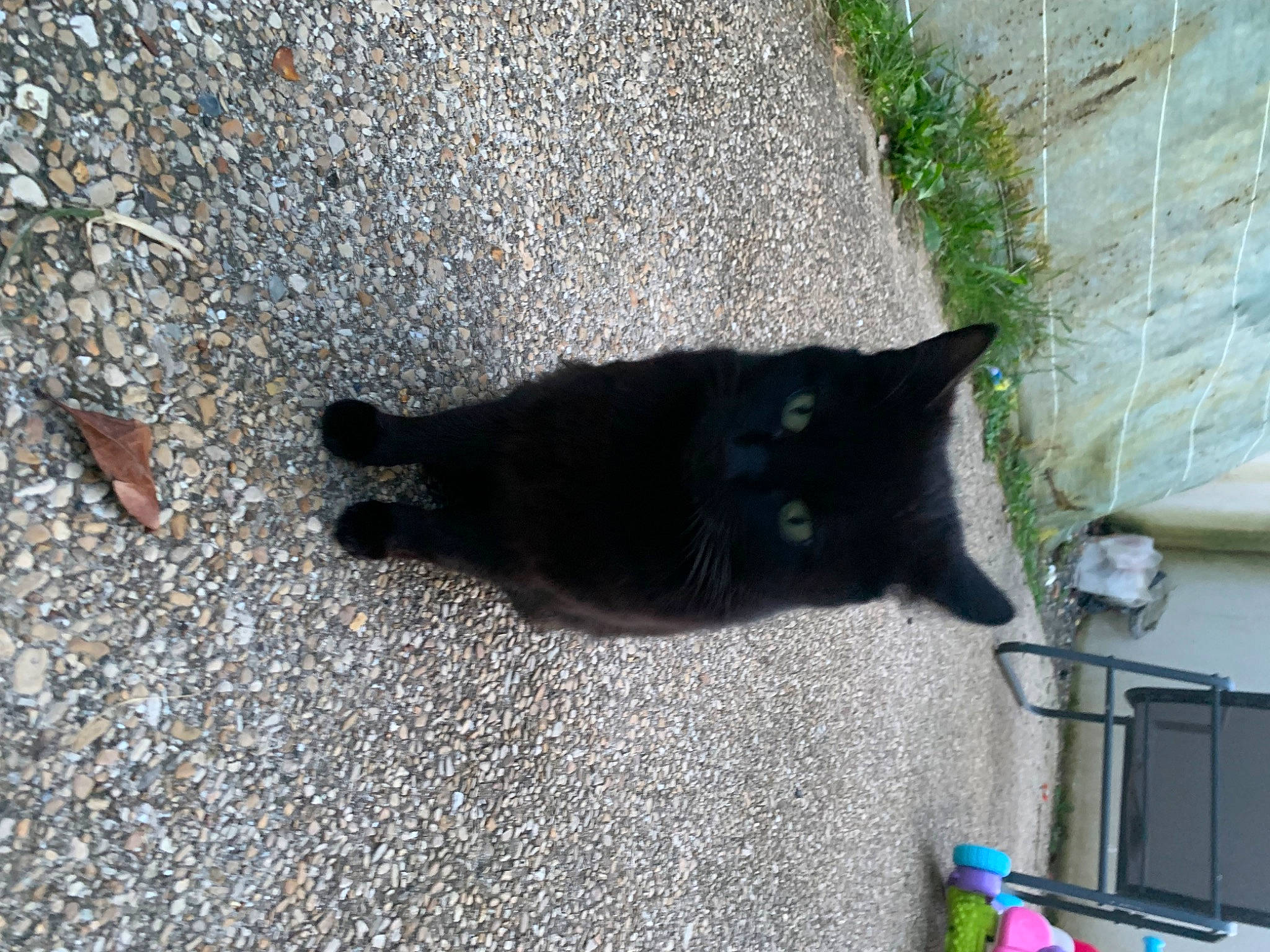 Melze a rejoint le concours — aidez-le/la à gagner de superbes lots ! asphalt, black_cat, bombay, carnivore, cat, domestic_short_haired_cat, felidae, fur, grass, plant, road_surface, shadow, small_to_medium_sized_cats, snout, tail, tar, whiskers