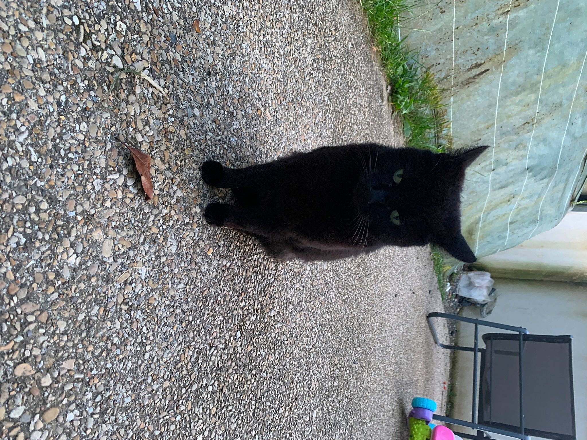 Melze a rejoint le concours — aidez-le/la à gagner de superbes lots ! asphalt, black_cat, bombay, carnivore, cat, concrete, curb, domestic_short_haired_cat, felidae, fur, gas, grass, plant, road_surface, shadow, small_to_medium_sized_cats, tail, tar, whiskers