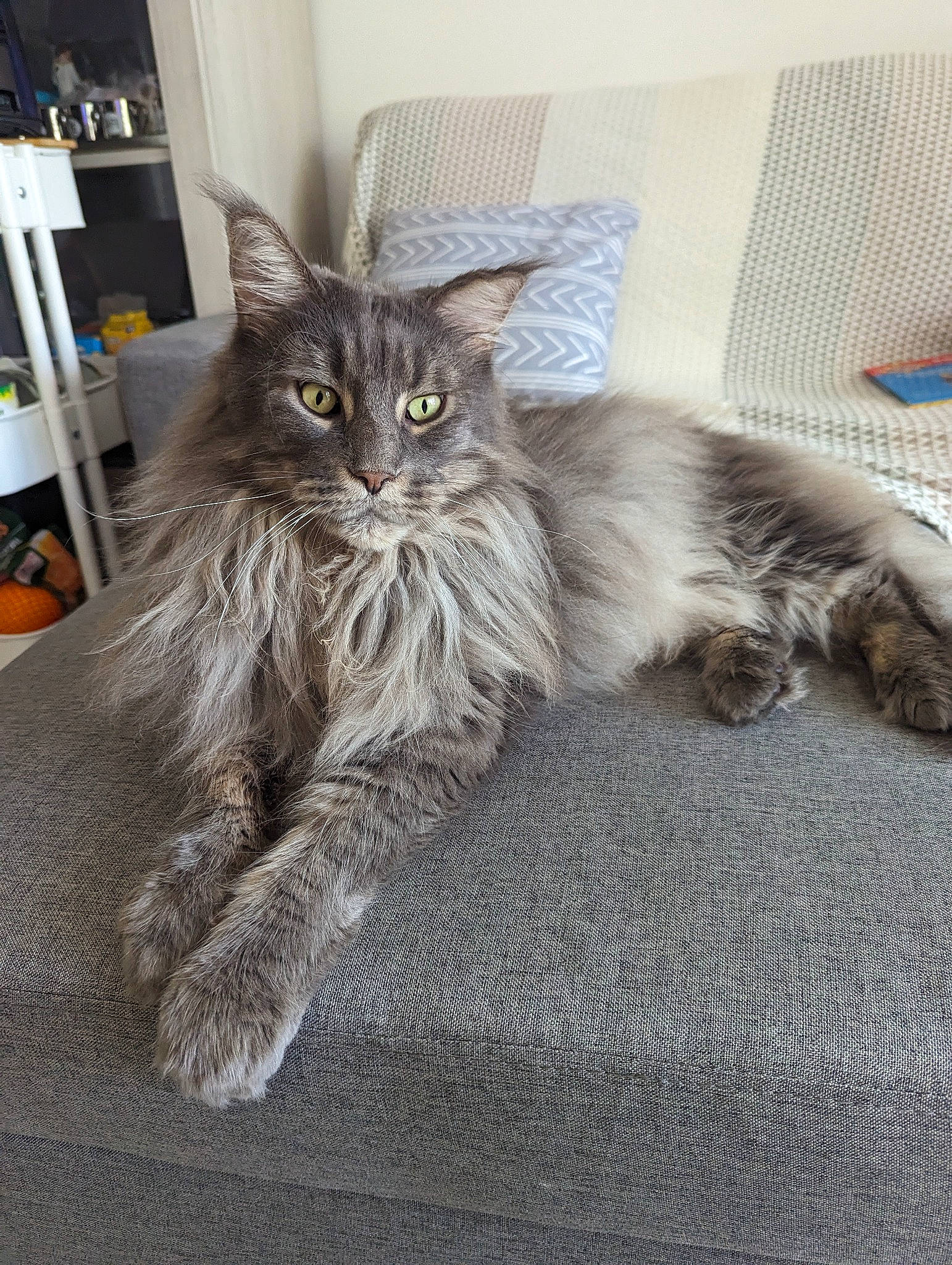 Loumy participe au concours pour gagner de l'argent avec cette photo : bookcase, british_longhair, carnivore, cat, claw, comfort, domestic_short_haired_cat, felidae, fur, grey, maine_coon, paw, plant, shelf, shelving, small_to_medium_sized_cats, tail, terrestrial_animal, whiskers