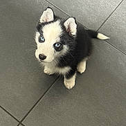 Aiko a rejoint le concours — aidez-le/la à gagner de superbes lots ! puppy, husky, dog, blue_eyes, black_and_white, fur, pet, animal, cute, looking_up, floor, tile, indoor, small, adorable, young, domestic_animal, canine, sitting, companion