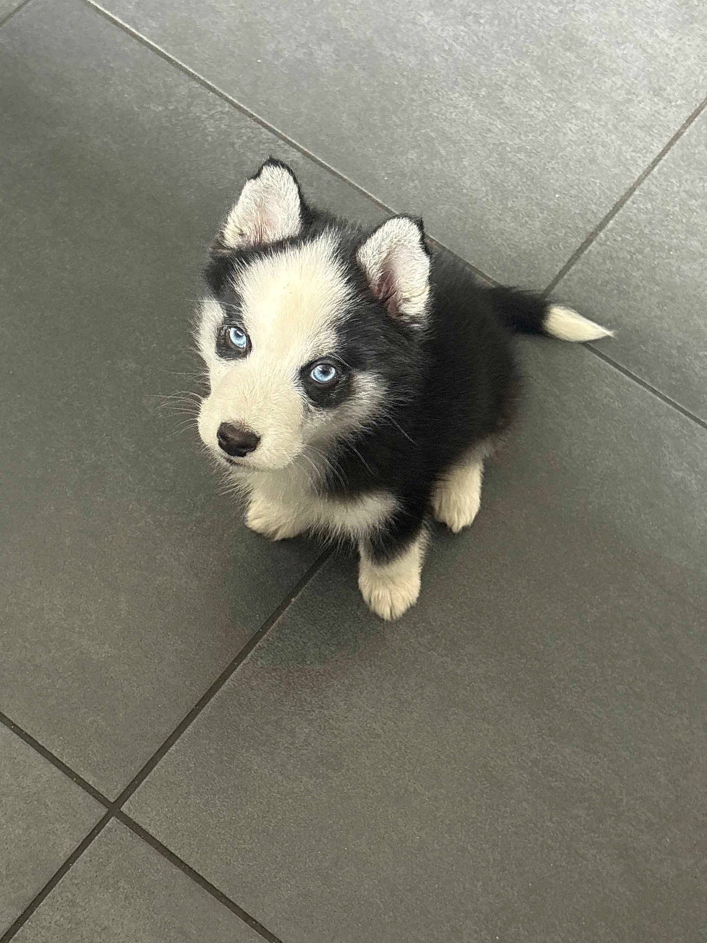 Aiko a rejoint le concours — aidez-le/la à gagner de superbes lots ! puppy, husky, dog, blue_eyes, black_and_white, fur, pet, animal, cute, looking_up, floor, tile, indoor, small, adorable, young, domestic_animal, canine, sitting, companion