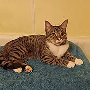 Muffin is registered to the contest to win money with this photo: cat, tabby, striped, white_paws, towel, blue, indoor, pet, animal, feline, resting, looking, ears, whiskers, paws, fur, cute, domestic, mammal, relaxed