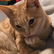 Toad joined the competition — help win amazing prizes! animal, bedroom, blanket, cat, close_up, cozy, cute, feline, fur, grooming, indoor, orange_tabby, paw, pet, plush_toy, relaxed, resting, soft, tail, whiskers