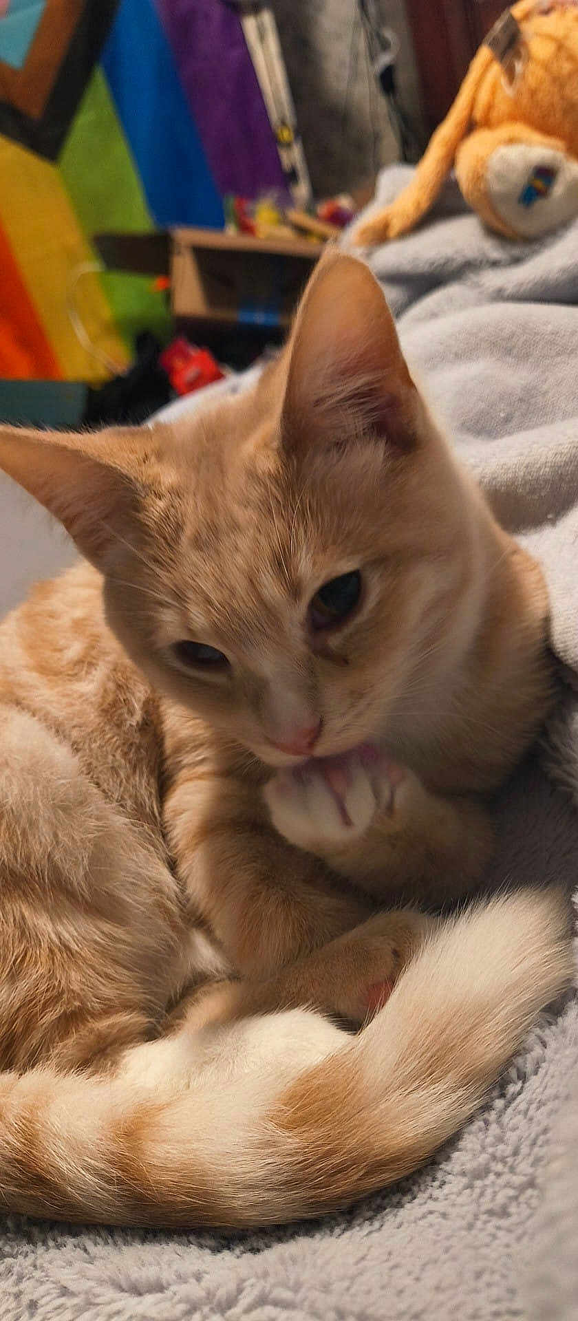 Toad joined the competition — help win amazing prizes! animal, bedroom, blanket, cat, close_up, cozy, cute, feline, fur, grooming, indoor, orange_tabby, paw, pet, plush_toy, relaxed, resting, soft, tail, whiskers