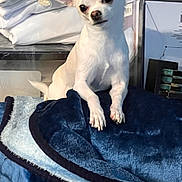 Riley Jo is registered to the contest to win money with this photo: dog, small_dog, chihuahua, white_dog, blanket, pile, folded_linen, yellow_container, indoor, wooden_floor, pet, curious, head_tilt, cozy, furniture, soft_texture, animal, domestic, household, stack