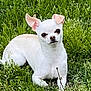 Riley Jo joined the competition — help win amazing prizes! dog, chihuahua, white_dog, small_dog, grass, outdoor, pet, animal, cute, ears, snout, nature, laying_down, greenery, canine, fur, mammal, adorable, resting, daylight