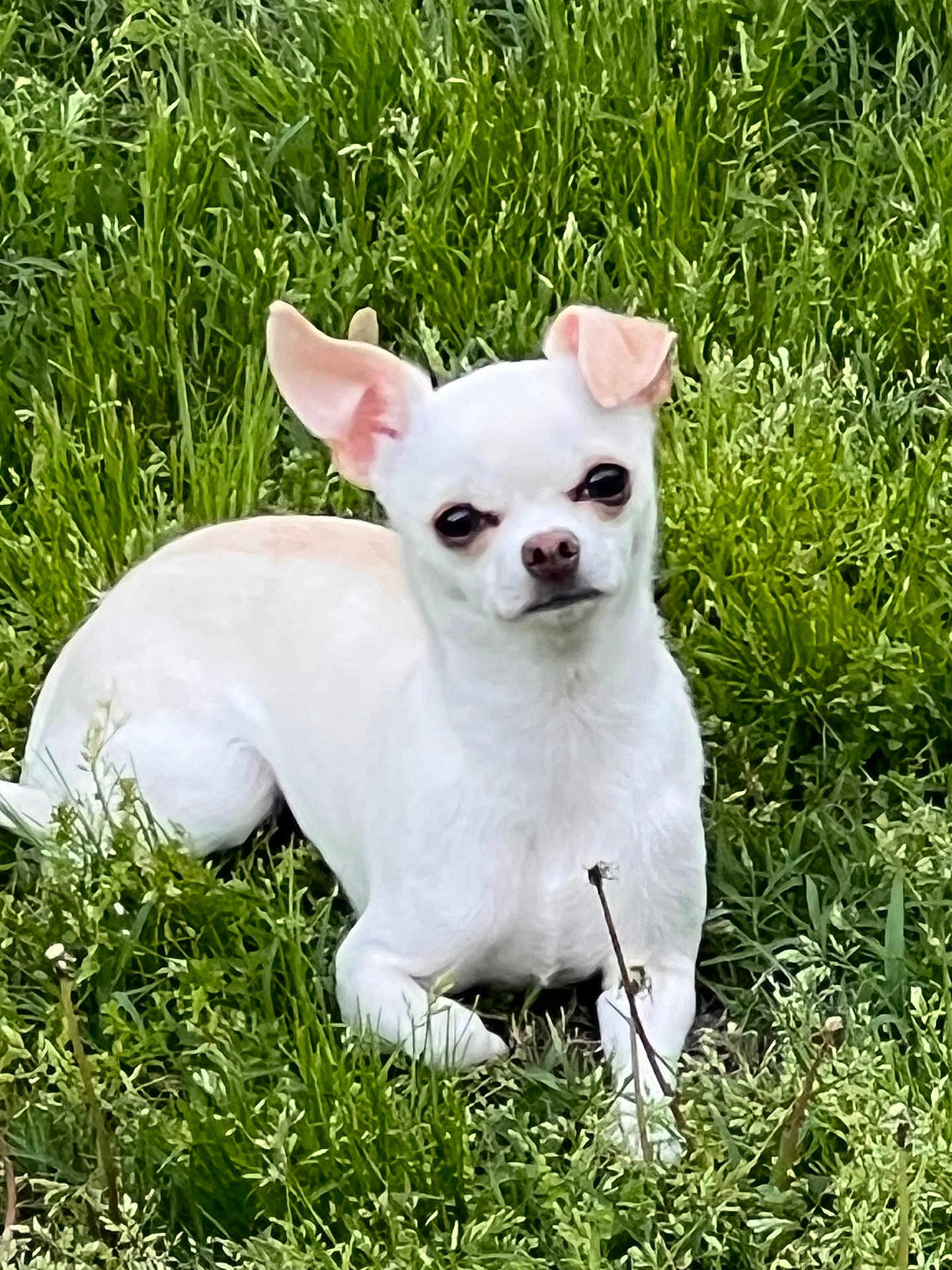 Riley Jo joined the competition — help win amazing prizes! dog, chihuahua, white_dog, small_dog, grass, outdoor, pet, animal, cute, ears, snout, nature, laying_down, greenery, canine, fur, mammal, adorable, resting, daylight