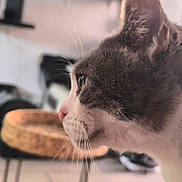 Fleur participe au concours pour gagner de l'argent avec cette photo : cat, close_up, side_profile, whiskers, indoor, furniture, basket, curious, pet, animal, domestic, soft_focus, grey_and_white, face, ears, nose, eyes, fur, muzzle, house