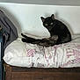 cat, black_cat, pet, indoor, pillow, furniture, wood, resting, stretching, home, cozy, green_eyes, animal, cute, domestic, mammal, relaxing, bedroom, feline, looking