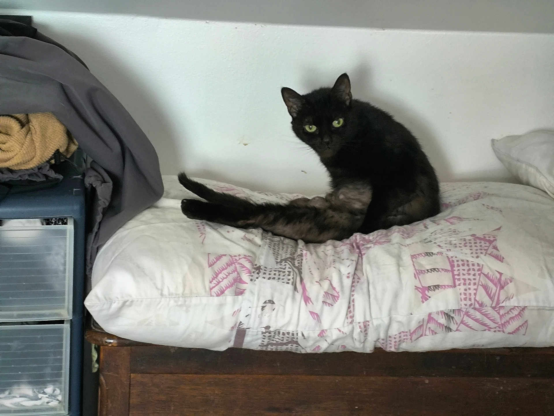 Chipie a rejoint le concours — aidez-le/la à gagner de superbes lots ! cat, black_cat, pet, indoor, pillow, furniture, wood, resting, stretching, home, cozy, green_eyes, animal, cute, domestic, mammal, relaxing, bedroom, feline, looking
