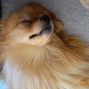 Aykäh participe au concours pour gagner de l'argent avec cette photo : adorable, animal, brown, calm, closeup, companion, cute, dog, face, fluffy, fur, indoor, muzzle, pet, pomeranian, relaxing, resting, sleeping, soft, whiskers