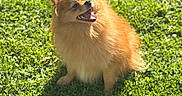 Aykäh a rejoint le concours — aidez-le/la à gagner de superbes lots ! animal, canine, cute, daylight, dog, fluffy, fur, grass, greenery, happy, nature, outdoor, pet, pomeranian, shadow, sitting, small_dog, smiling, sunlight, tongue