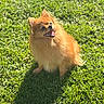 animal, canine, cute, daylight, dog, fluffy, fur, grass, greenery, happy, nature, outdoor, pet, pomeranian, shadow, sitting, small_dog, smiling, sunlight, tongue