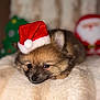 Atylah participe au concours pour gagner de l'argent avec cette photo : puppy, dog, santa_hat, christmas, holiday, soft_blanket, cute, sleepy, festive, fur, pet, indoors, cozy, decorations, red, white, brown, animal, portrait, closeup