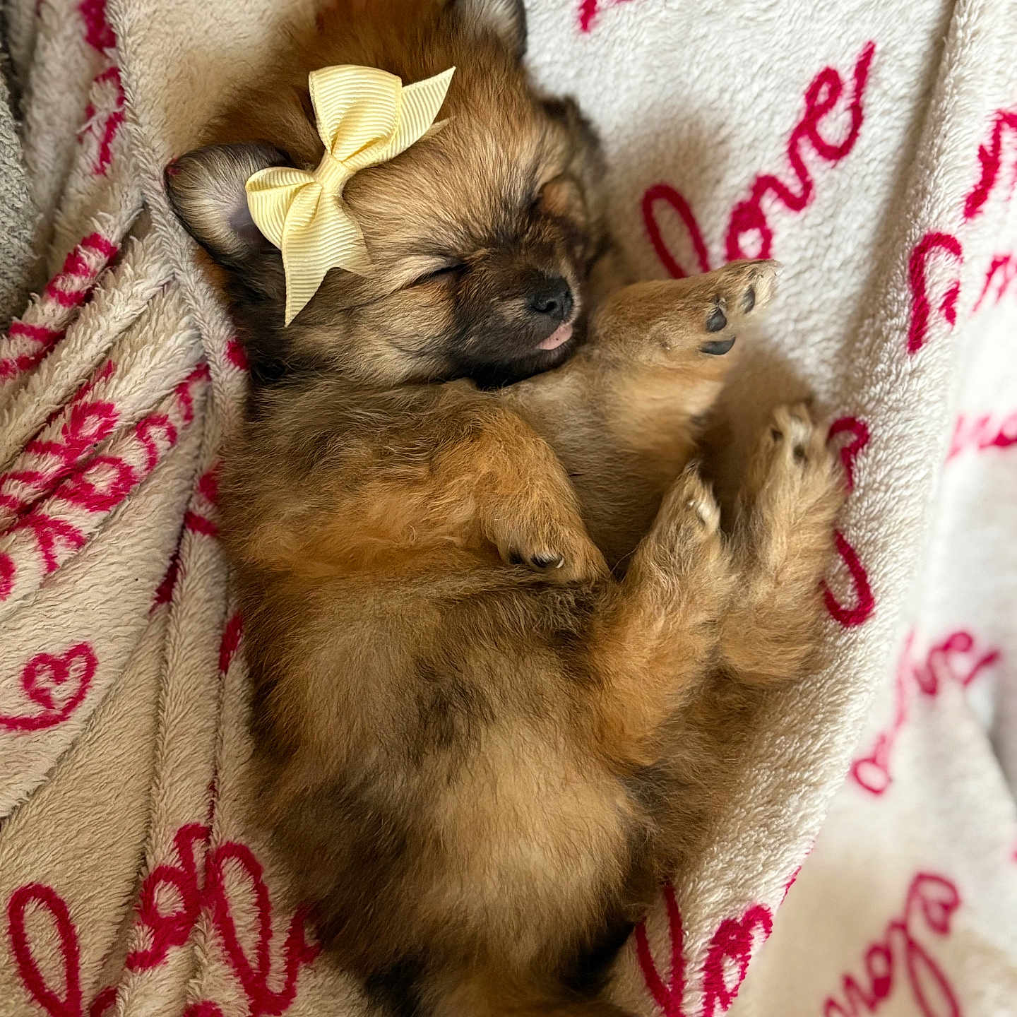 Atylah a rejoint le concours — aidez-le/la à gagner de superbes lots ! adorable, animal, blanket, bow, cozy, cute, cute_accessory, dog, fluffy, fur, indoors, love_text, pet, puppy, relaxing, resting, sleeping, small_dog, soft, tongue_out
