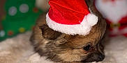 Atylah participe au concours pour gagner de l'argent avec cette photo : puppy, dog, santa_hat, christmas, holiday, festive, cute, fluffy, blanket, soft, cozy, indoor, decorations, blurred_background, red, brown, small, pet, animal, warm