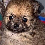 Atylah a rejoint le concours — aidez-le/la à gagner de superbes lots ! puppy, dog, fluffy, cute, animal, pet, young, fur, face, ears, nose, eyes, adorable, closeup, portrait, indoor, small, cuddly, mammal, companion