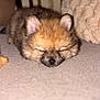 puppy, sleeping, fluffy, brown, pet, dog, closeup, indoors, cozy, soft, cute, fur, resting, animal, young, adorable, face, ears, nose, blanket
