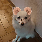 Missy participe au concours pour gagner de l'argent avec cette photo : animal, augmented_reality, bear_ears_filter, companion, cute, dog, domestic, friendly, fur, furry, glasses_filter, indoor, looking_up, pet, quirky, sitting, small_dog, tile_floor, wall, white_dog