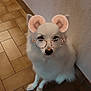 animal, augmented_reality, bear_ears_filter, companion, cute, dog, domestic, friendly, fur, furry, glasses_filter, indoor, looking_up, pet, quirky, sitting, small_dog, tile_floor, wall, white_dog