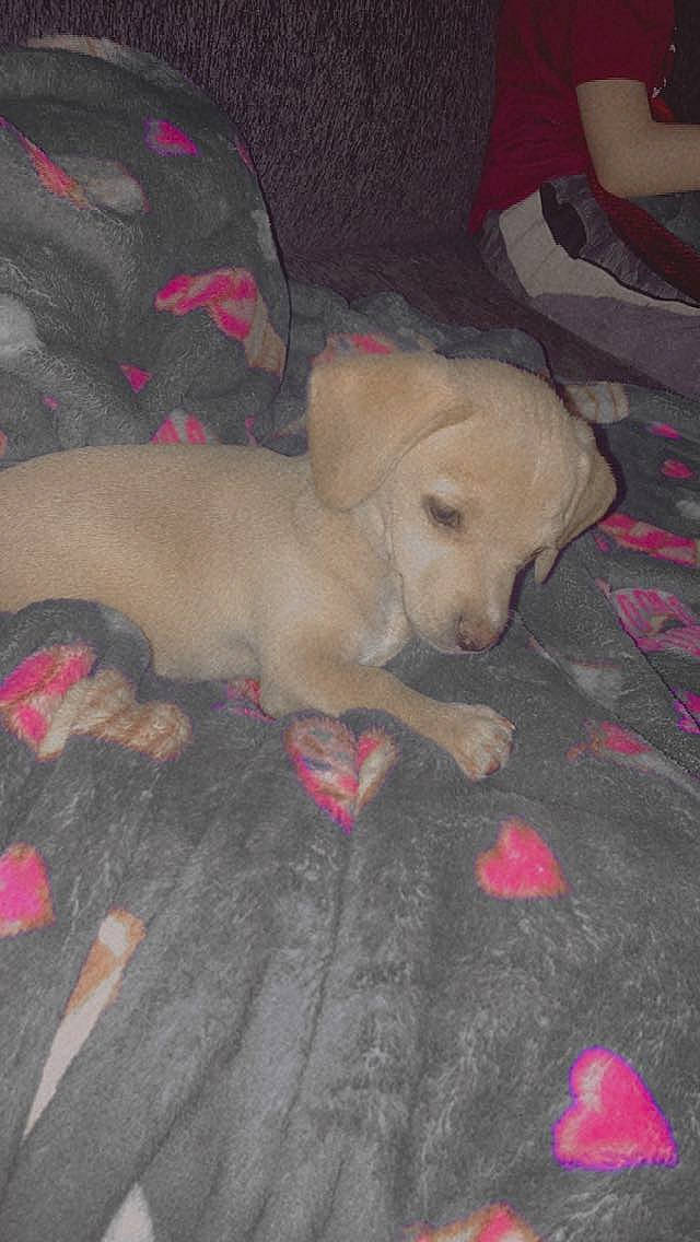 Money is registered to the contest to win money with this photo: canidae, carnivore, comfort, companion_dog, dog, dog_breed, dog_supply, fawn, flooring, fur, labrador_retriever, nap, non_sporting_group, paw, puppy, retriever, sporting_group, tail, toy_dog, working_animal