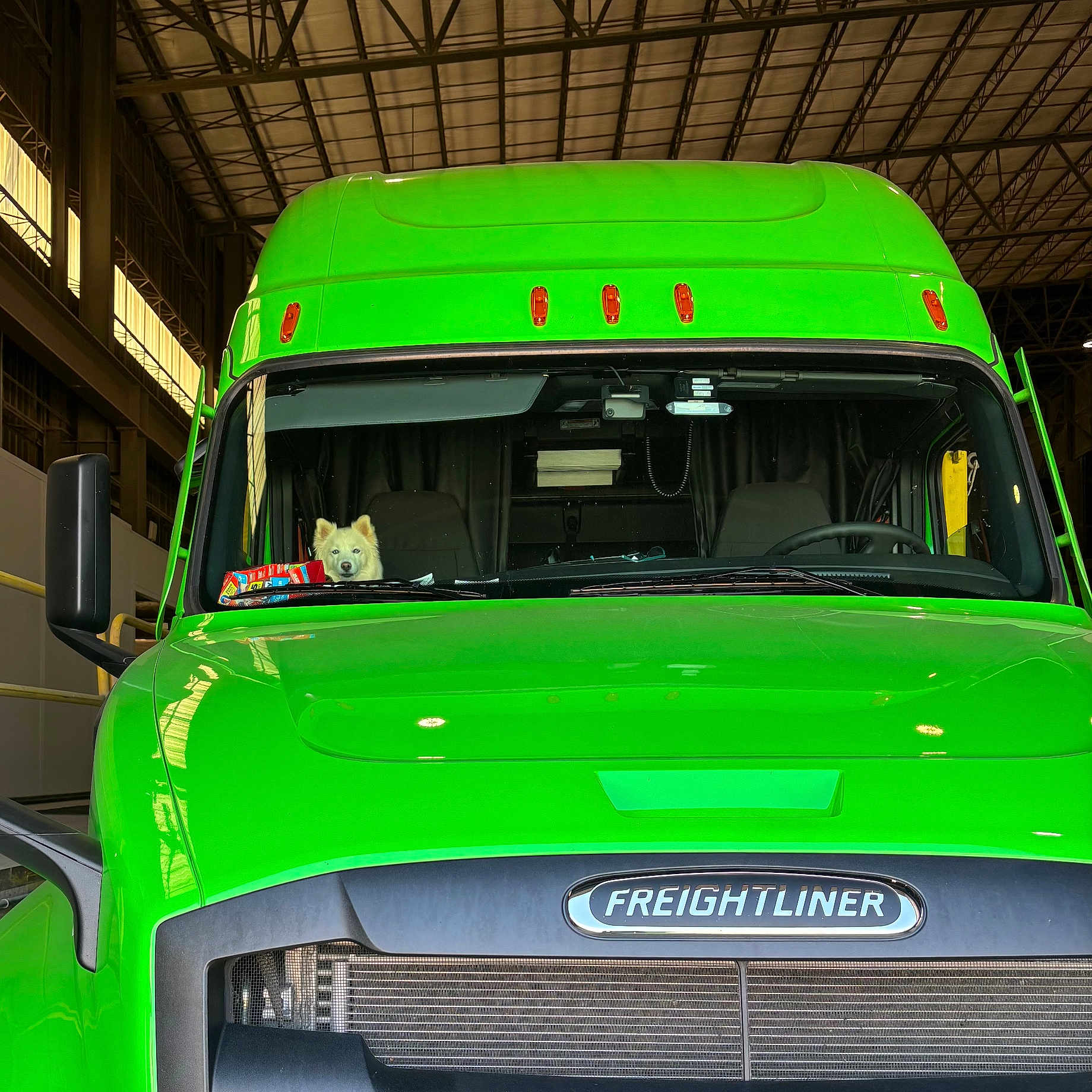 Luna is registered to the contest to win money with this photo: animal, bright_color, cab, curious, dashboard, dog, freightliner, front_view, green, headlight, indoor, industrial, large_vehicle, parked, pet, side_mirror, transport, truck, vehicle, warehouse