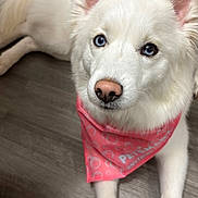 Luna is registered to the contest to win money with this photo: animal, bandana, blue_eyes, canine, cute, dog, domestic_animal, ears, floor, fur, indoor, laying_down, looking_up, nose, paw, pet, pink_bandana, portrait, white_dog, wooden_floor