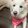 animal, bandana, blue_eyes, canine, cute, dog, domestic_animal, ears, floor, fur, indoor, laying_down, looking_up, nose, paw, pet, pink_bandana, portrait, white_dog, wooden_floor