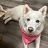 Luna joined the competition — help win amazing prizes! animal, bandana, blue_eyes, canine, cute, dog, domestic_animal, ears, flooring, fur, indoor, looking_up, nose, paw, pet, pink_bandana, portrait, resting, white_dog, wooden_floor