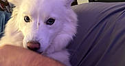 Luna joined the competition — help win amazing prizes! animal, canine, close_up, companion, couch, curtain, cute, dog, domestic_animal, friendly, fur, furniture, home, indoor, nibble, person_arm, pet, relaxing, resting, white_dog