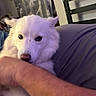 animal, canine, close_up, companion, couch, curtain, cute, dog, domestic_animal, friendly, fur, furniture, home, indoor, nibble, person_arm, pet, relaxing, resting, white_dog