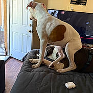 Angel is registered to the contest to win money with this photo: animal, black_bedspread, brown_patch, companions, curious, dog, dog_harness, door, furniture, household, indoor, living_room, pets, playful, relaxing, resting, television, white_dog, wireless_earbuds, wood_floor