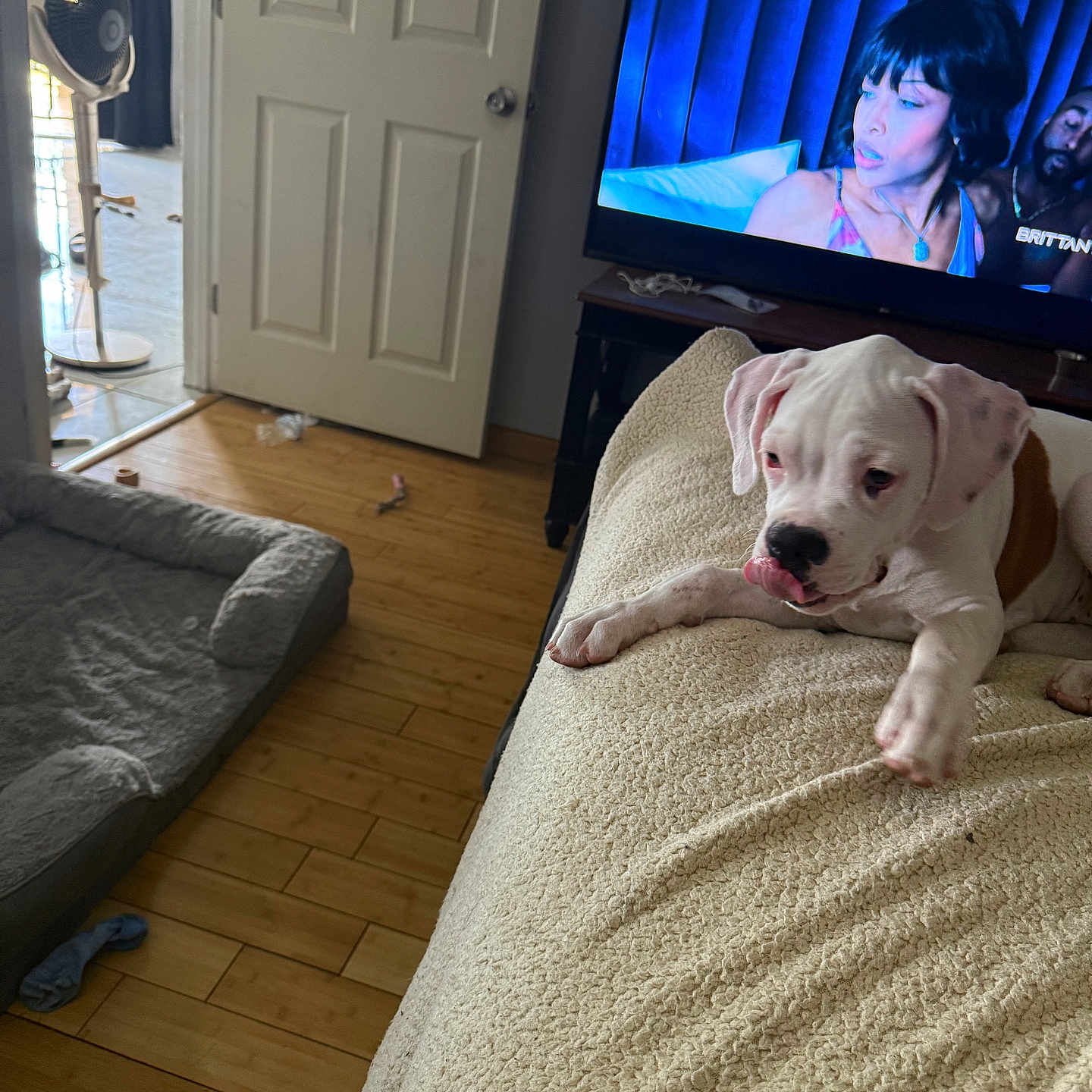 Angel is registered to the contest to win money with this photo: animal, blanket, brown_spot, couch, cozy, dog, dog_bed, door, fan, indoor, living_room, people, pet, playful, puppy, resting, television, tongue_out, white_dog, wooden_floor