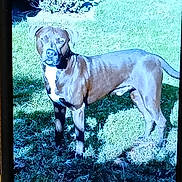 Ruger is registered to the contest to win money with this photo: alert, animal, brown, canine, daylight, dog, ears, fur, grass, greenery, mammal, nature, outdoor, pet, plant, shadow, standing, sunlight, tail, white_chest