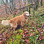 dog, golden_retriever, forest, moss, leaves, autumn, outdoor, nature, grass, trees, canine, animal, wet, earth, smiling, pet, fur, happy, walk, adventure