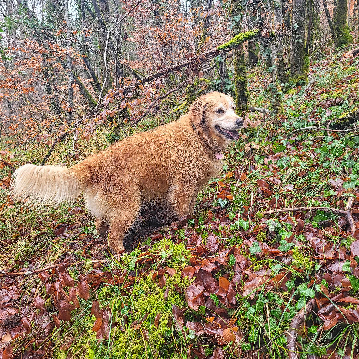 Pixie participe au concours pour gagner de l'argent avec cette photo : adventure, animal, autumn, canine, dog, earth, forest, fur, golden_retriever, grass, happy, leaves, moss, nature, outdoor, pet, smiling, trees, walk, wet