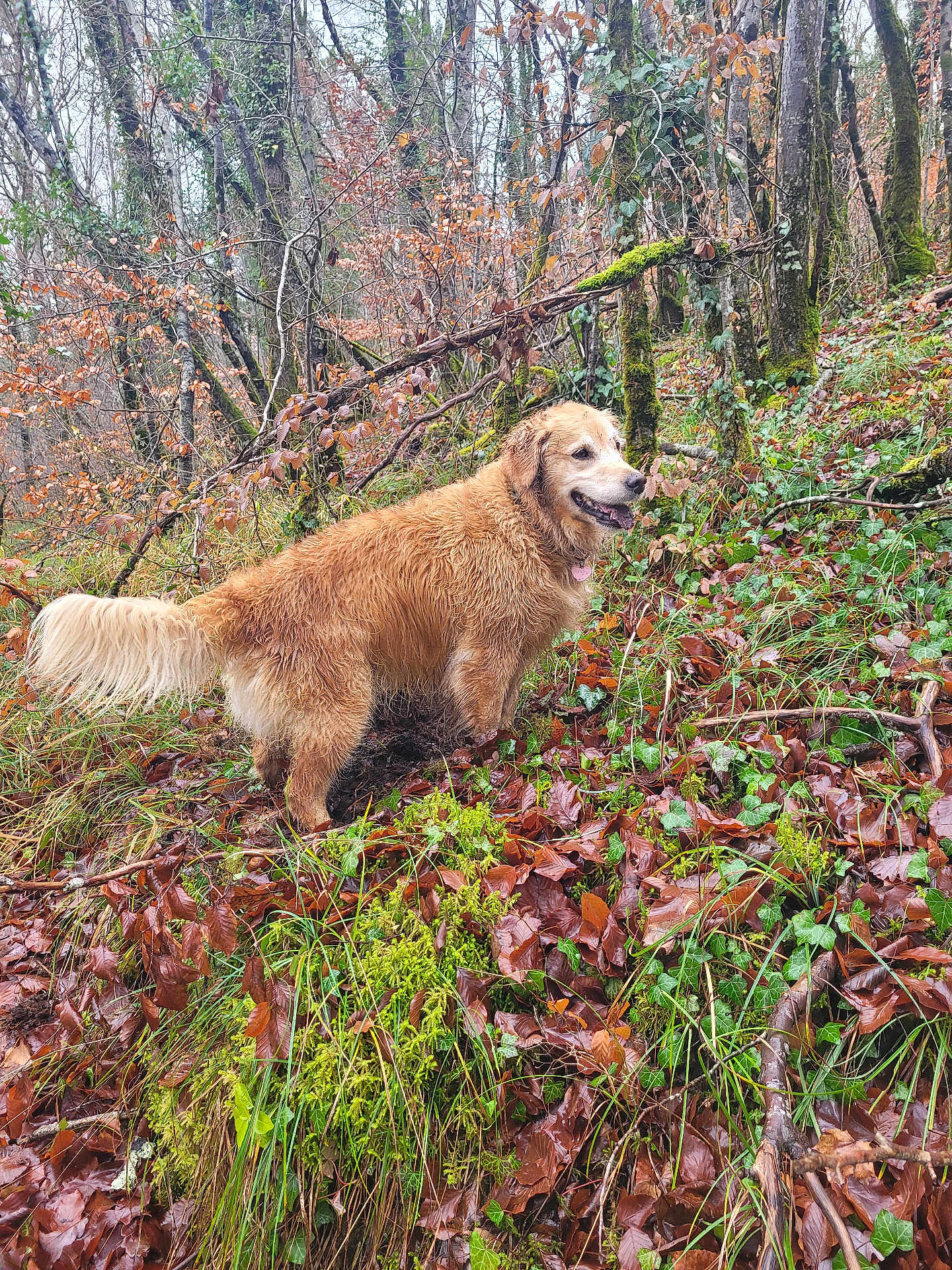 Pixie participe au concours pour gagner de l'argent avec cette photo : dog, golden_retriever, forest, moss, leaves, autumn, outdoor, nature, grass, trees, canine, animal, wet, earth, smiling, pet, fur, happy, walk, adventure