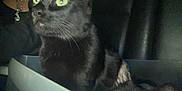 Chuka is registered to the contest to win money with this photo: cat, black_cat, box, pet, animal, feline, green_eyes, indoor, dark, whiskers, sitting, alert, closeup, two_cats, domestic_cat, fur, night, shadow, cute, companions
