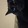 Chuka is registered to the contest to win money with this photo: cat, black_cat, pet, indoor, feline, animal, close_up, couch, furniture, whiskers, ears, eyes, soft, relaxed, mammal, domestic_animal, home, cozy, quiet, shadow