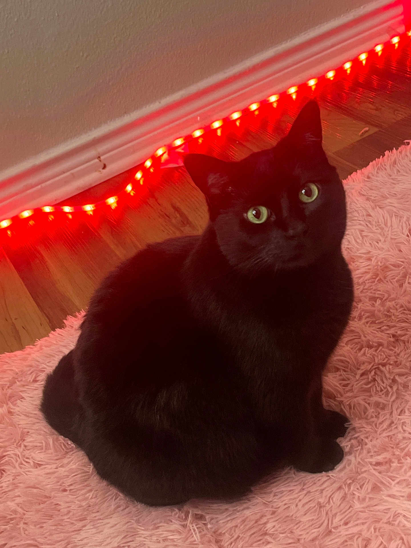 Chuka is registered to the contest to win money with this photo: black_cat, cat, pet, feline, indoor, pink_rug, floor, wooden_floor, led_lights, red_lights, wall, curious, green_eyes, sitting, furry, cozy, domestic_animal, cute, animal, house